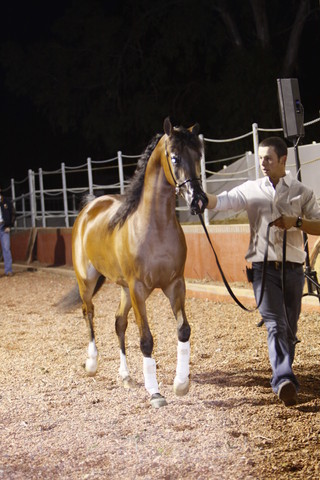 Scottsdale Arabian Horse Farm Tours