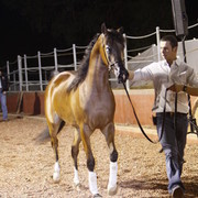 Scottsdale Arabian Horse Farm Tours