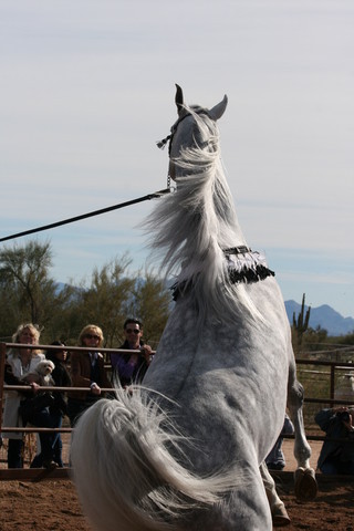 Scottsdale Arabian Horse Farm Tours