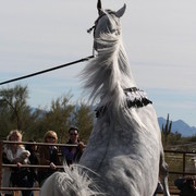Scottsdale Arabian Horse Farm Tours