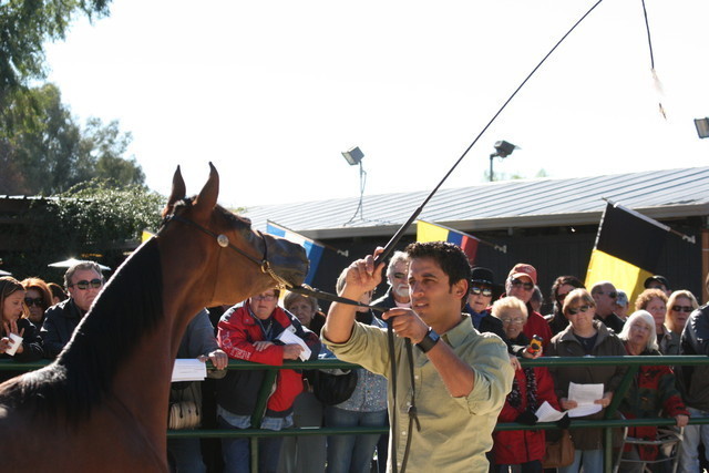 Scottsdale Arabian Horse Farm Tours
