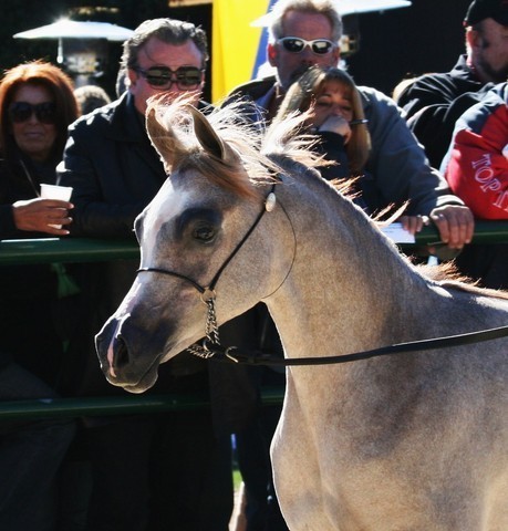 Scottsdale Arabian Horse Farm Tours