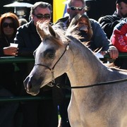 Scottsdale Arabian Horse Farm Tours