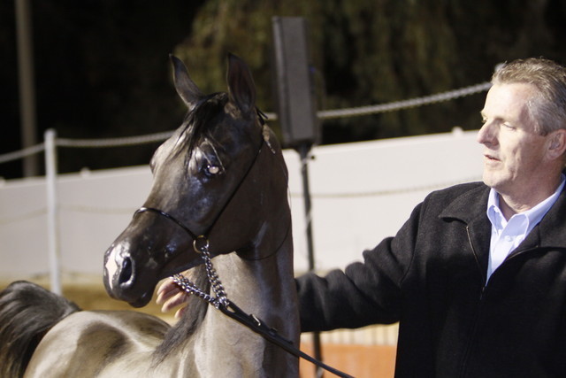 Scottsdale Arabian Horse Farm Tours