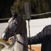 Scottsdale Arabian Horse Farm Tours