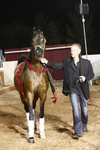 Scottsdale Arabian Horse Farm Tours