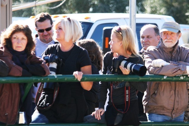 Scottsdale Arabian Horse Farm Tours