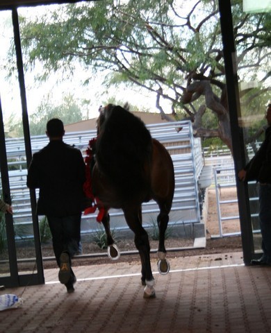 Scottsdale Arabian Horse Farm Tours