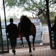 Scottsdale Arabian Horse Farm Tours