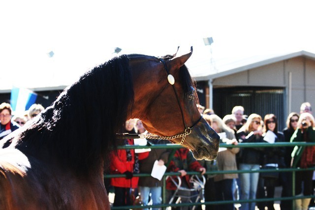 Scottsdale Arabian Horse Farm Tours
