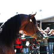 Scottsdale Arabian Horse Farm Tours