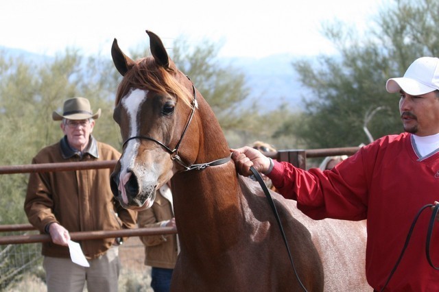 Scottsdale Arabian Horse Farm Tours