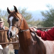 Scottsdale Arabian Horse Farm Tours