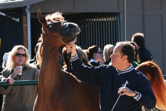 Scottsdale Arabian Horse Farm Tours