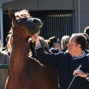 Scottsdale Arabian Horse Farm Tours
