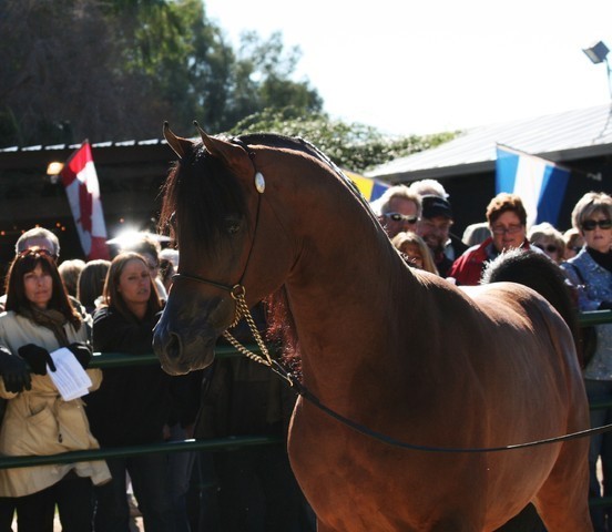 Scottsdale Arabian Horse Farm Tours