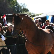 Scottsdale Arabian Horse Farm Tours