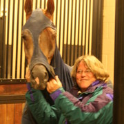 Scottsdale Arabian Horse Farm Tours