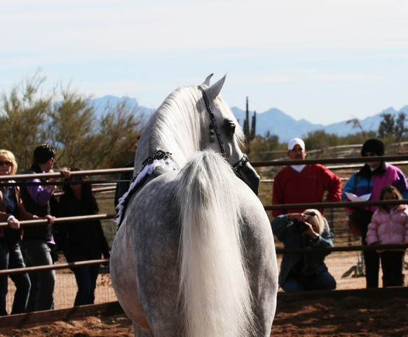 Scottsdale Arabian Horse Farm Tours