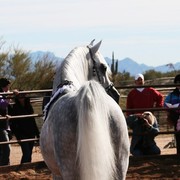Scottsdale Arabian Horse Farm Tours