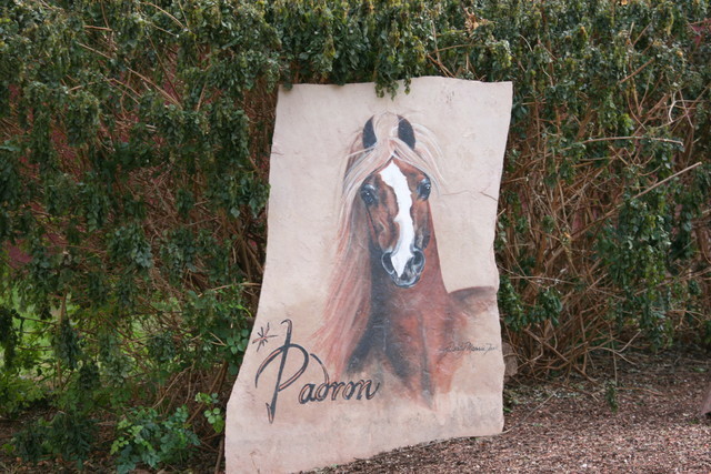 Scottsdale Arabian Horse Farm Tours