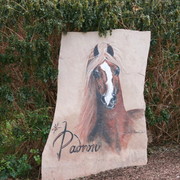 Scottsdale Arabian Horse Farm Tours