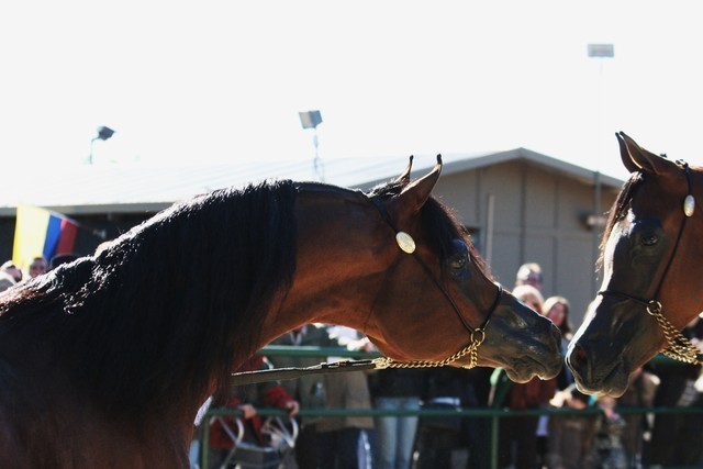 Scottsdale Arabian Horse Farm Tours