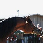 Scottsdale Arabian Horse Farm Tours