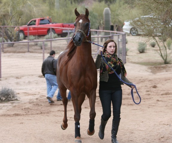 Scottsdale Arabian Horse Farm Tours