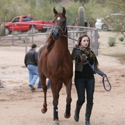 Scottsdale Arabian Horse Farm Tours