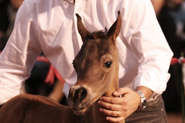 Scottsdale Arabian Horse Farm Tours