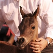Scottsdale Arabian Horse Farm Tours