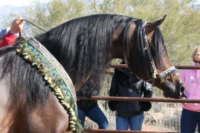 Scottsdale Arabian Horse Farm Tours