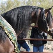 Scottsdale Arabian Horse Farm Tours