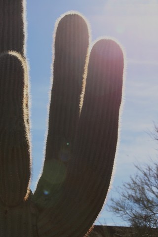 Scottsdale Arabian Horse Farm Tours