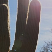 Scottsdale Arabian Horse Farm Tours