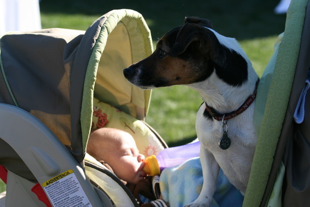 Scottsdale Arabian Horse Farm Tours