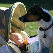 Scottsdale Arabian Horse Farm Tours