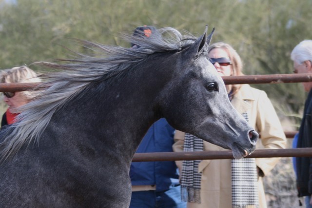 Scottsdale Arabian Horse Farm Tours