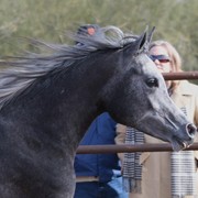 Scottsdale Arabian Horse Farm Tours
