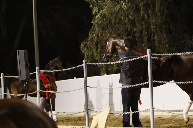 Scottsdale Arabian Horse Farm Tours