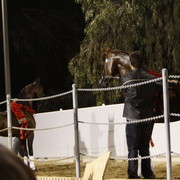 Scottsdale Arabian Horse Farm Tours