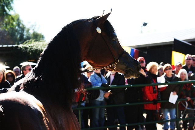 Scottsdale Arabian Horse Farm Tours
