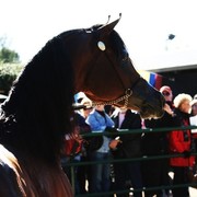 Scottsdale Arabian Horse Farm Tours