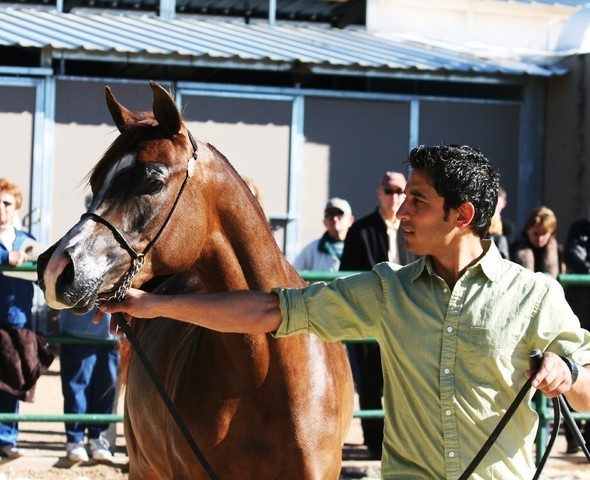 Scottsdale Arabian Horse Farm Tours