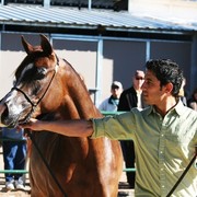 Scottsdale Arabian Horse Farm Tours