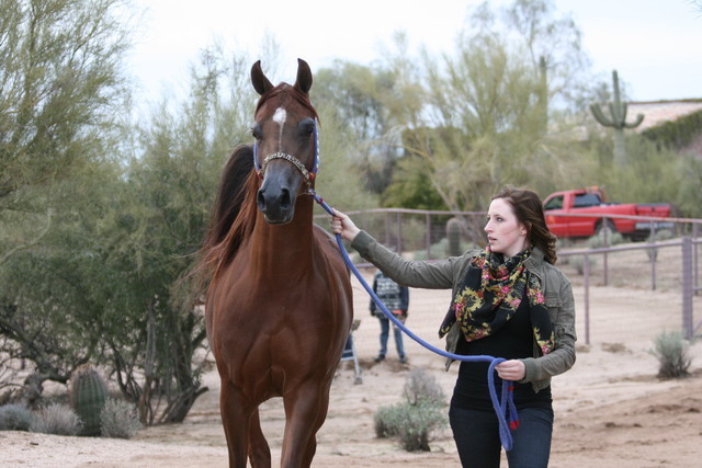 Scottsdale Arabian Horse Farm Tours