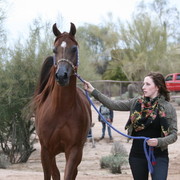 Scottsdale Arabian Horse Farm Tours