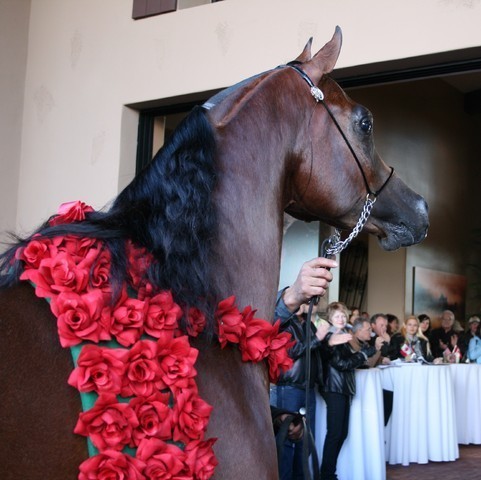 Scottsdale Arabian Horse Farm Tours