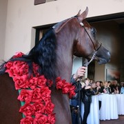 Scottsdale Arabian Horse Farm Tours